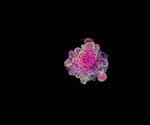 Scientists create mini-placenta's to study early stages of pregnancy