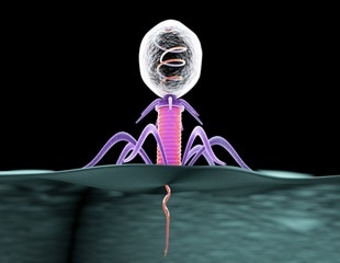Synthetic biology platform unmasks hidden bacterial targets of bacteriophages