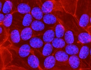 DNA-mimicking synthetic molecule could lead to new HIV treatment