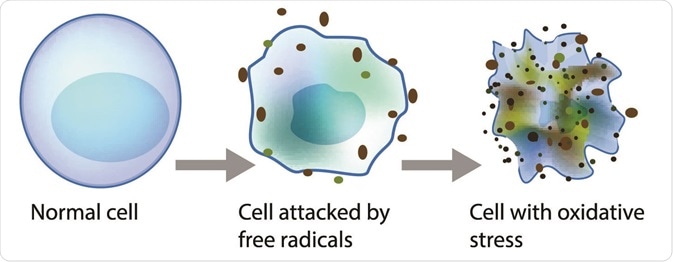 Neuronal Membrane Stabilization | Shaanxi Bloom Tech Neuronal Membrane Stabilization | Shaanxi Bloom Tech