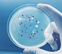 Common food bacterium offers blueprint for safer and higher vitamin production