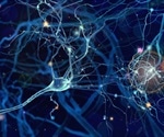 New study sheds 'light' on intricate brain cell connections responsible for anxiety