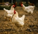 Generative AI model scans emergency notes to identify high-risk avian influenza exposures