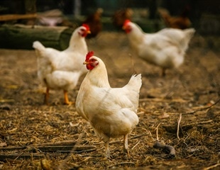 Scientists find mechanism behind bird flu infections in dairy cattle