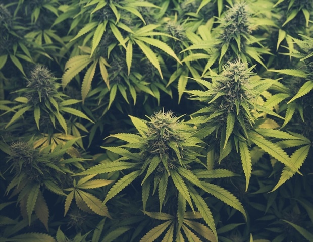 Study shows branding on cannabis products appeals to youth