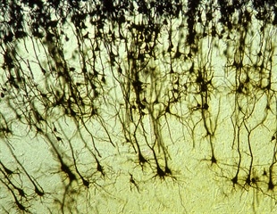 Cell village approach reveals genetic differences in cell fitness