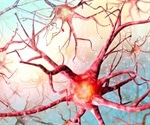 Study sheds light on how brain protein may be involved neurodevelopmental disorders