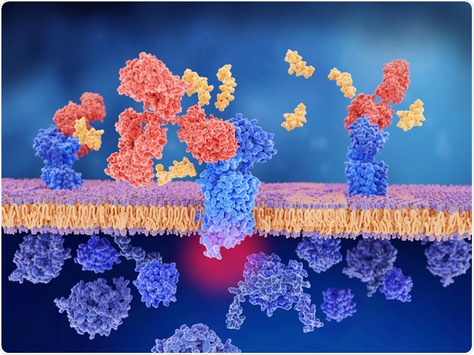 Antibodies in the brain of a person with Alzheimer