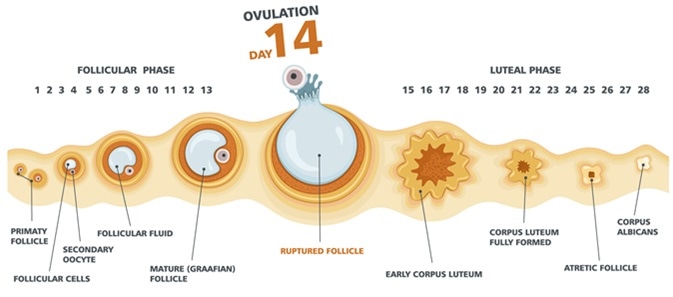 Diagram Of Ovulation Cycle