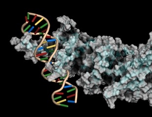 Scientists discover master molecular switch for ginseng saponin production