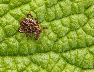 Risk of red meat allergy from tick bites higher than previously thought
