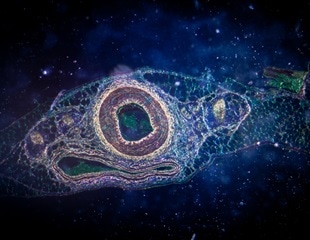 Rice University lab receives $1.9 million grant to model human ectodermal development