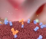 Study suggests that cocktail of AMA1 proteins can overcome major limitations of AMA1-based vaccines