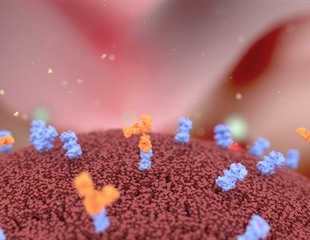 Small antibodies provide broad protection against SARS coronaviruses
