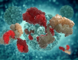 Small antibodies provide broad protection against SARS coronaviruses