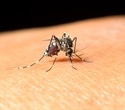 Researchers trace the ancient origins of an urban mosquito species