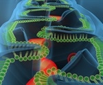 Mitochondrial DNA (mtDNA) Translation in Eukaryotes