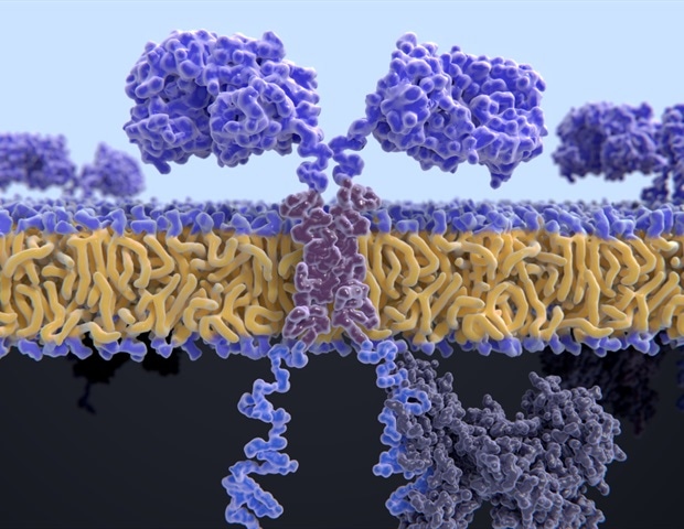 New computational tool enhances CAR T cell therapy for hard-to-treat cancers