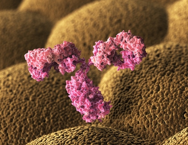 Small antibodies provide broad protection against SARS coronaviruses