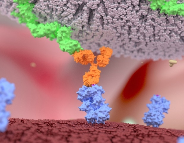 Immune system found to be more mobile and flexible than previously thought