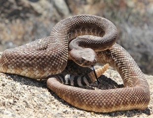 Research offers a promising way to develop potent antivenoms against deadly snakebites
