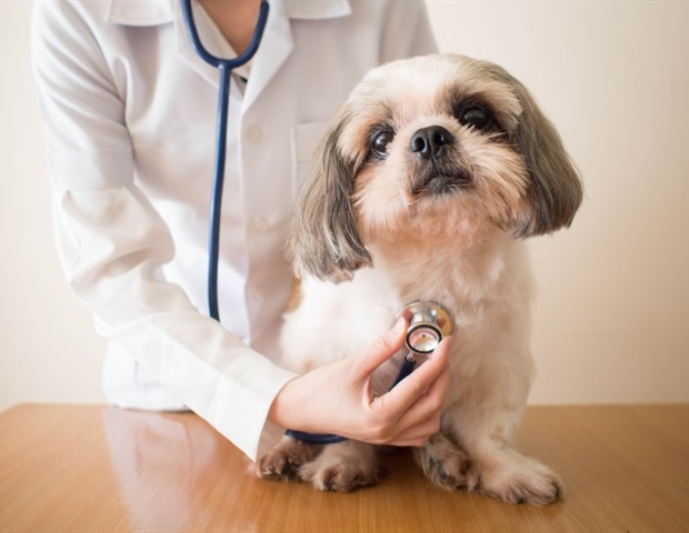 Pigs and grizzly bears may reveal secrets of youthful skin