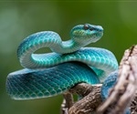 Snake venom launders out all stains