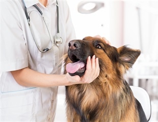 Mammary glands of domesticated livestock and humans could harbor avian influenza