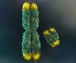 Telomere shortening helps prevent cancer in humans