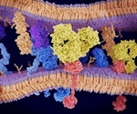 Experimental drug works best when patients' immune cells surrounding tumors express PD-L1