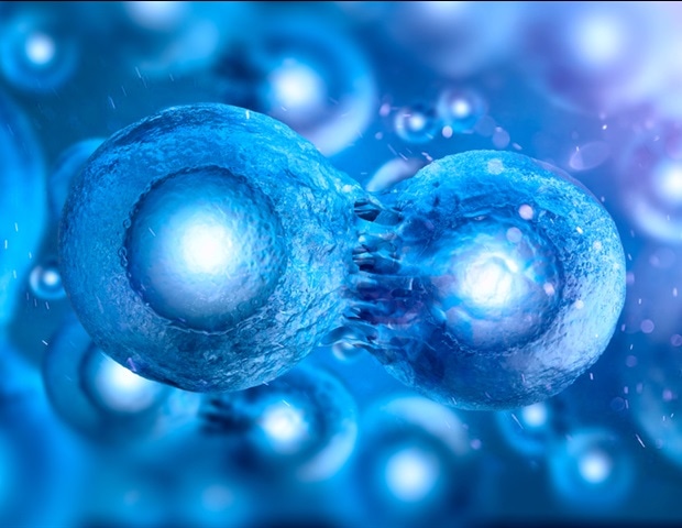 Novel cell division mechanism discovered in early embryonic development