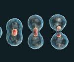 Researchers identify trigger mechanism for quality control checkpoint in cell division process