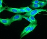 Study results of NanoViricides anti-dengue drug candidates presented at NIH/NIAID sponsored conference