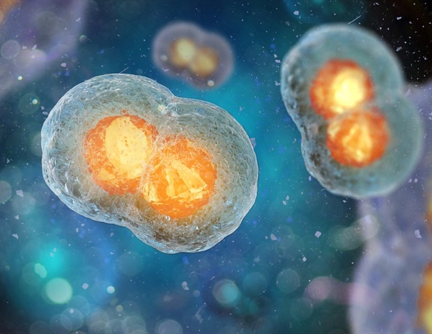 Two cell embryo%2C Mitosis under microscope (3D illustration) Illustration Andrii Vodolazhskyi M1 4bb73c51d46c449285a21e8af28684d6