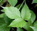 Preventing & Treating Skin After Contact with Poisonous Plants