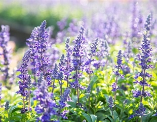 Sage and perilla herbal teas could help to prevent or treat COVID-19