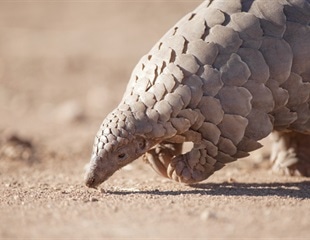Pangolins may be the key to new COVID-19 treatments
