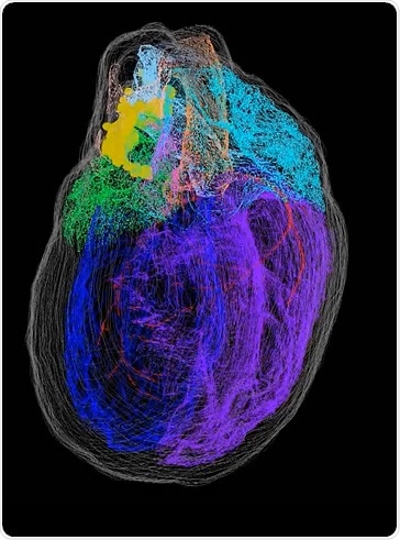 Rat Heart Rat Heart