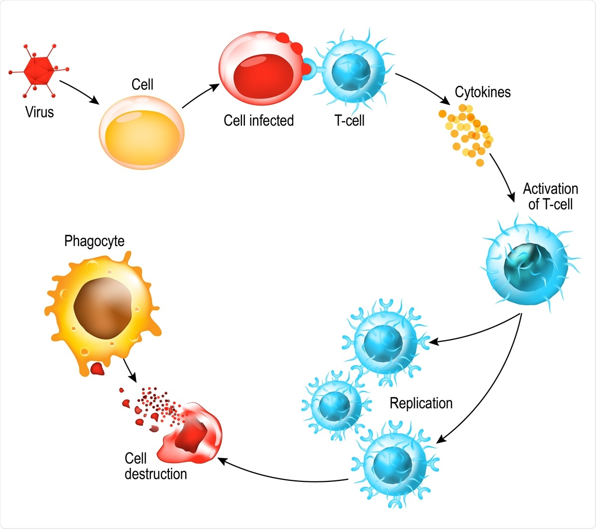 T cells on the front line of COVID-19 response