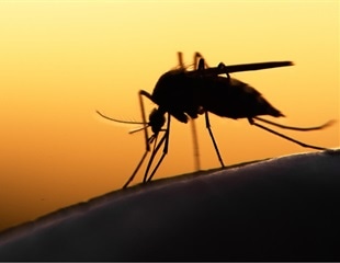 New vaccination approach turns mosquito bites into immunity boosters