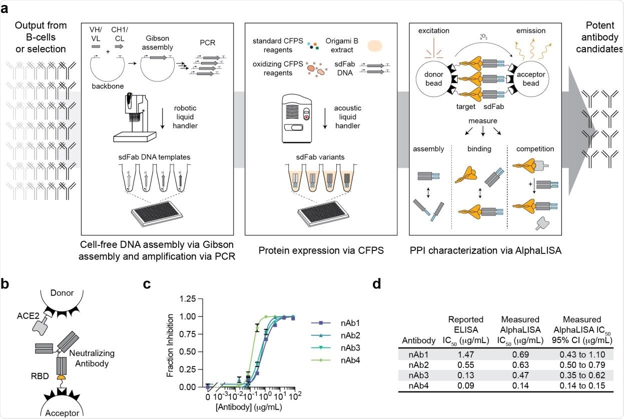 A high-throughput, cell-free antibody screening workflow. a, Schematic of the steps involved in the cell-free antibody screening workflow. b, Diagram of the AlphaLISA screen for neutralizing antibodies via competition with ACE2 for the SARS-CoV-2 RBD. c, Evaluation of commercial neutralizing antibodies (nAbs) in the AlphaLISA ACE2 competition screen (n=3 independent replicates ± SEM). d, Comparison of the reported and measured potencies of commercial neutralizing antibodies.