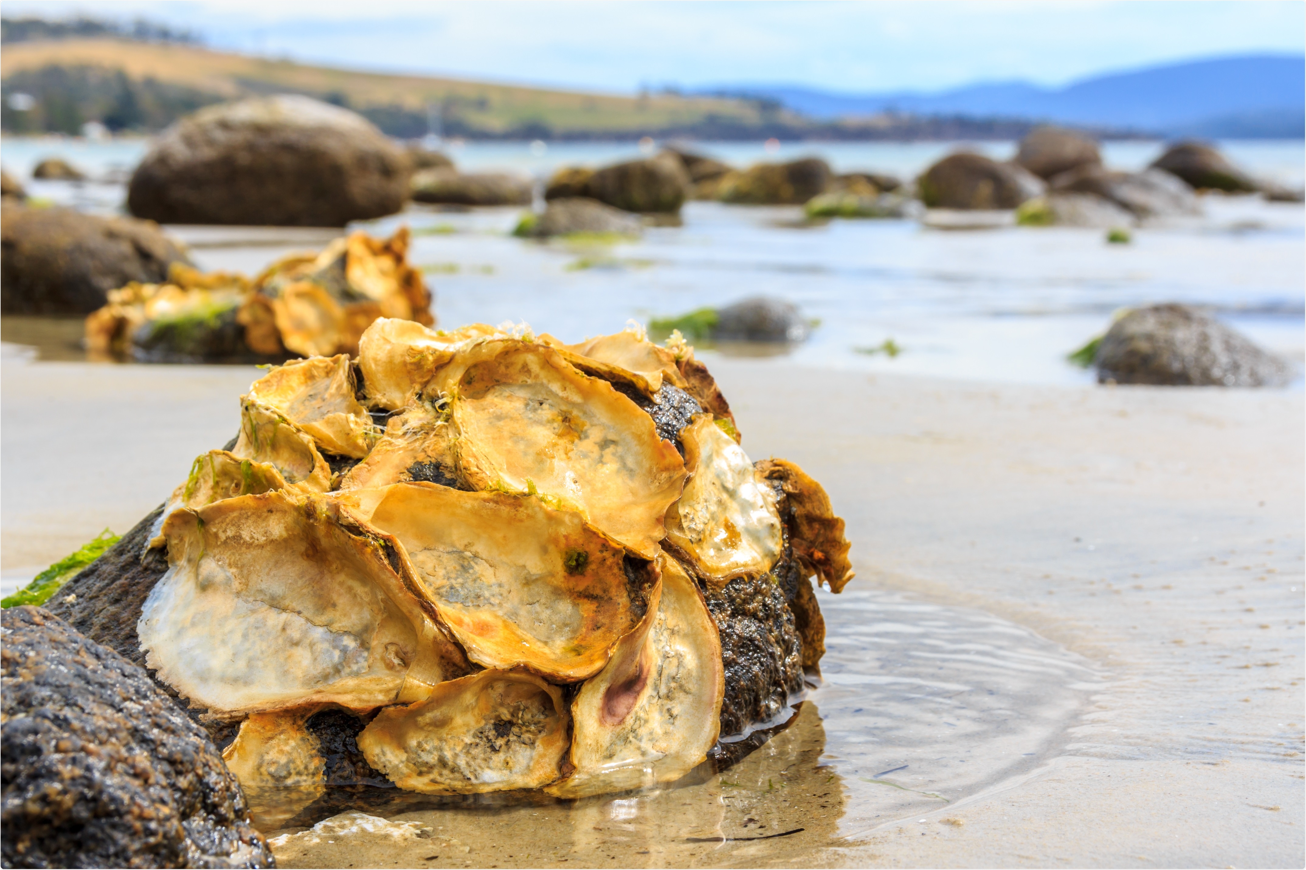 Study: Antiviral activity of Pacific oyster (Crassostrea gigas) hemolymph against a human coronavirus. Image Credit: Andrew Balcombe / Shutterstock