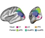 Divergent brain activity leads to better memory performance