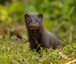 Researchers report zoonotic spillover of adapted SARS-CoV-2 from minks to humans