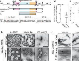 IP6 molecules are key to stabilizing and protecting retroviruses