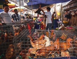 Zoonotic and vector-borne emerging tropical diseases pose a constant threat