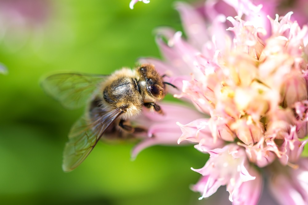 honeybee honeybee