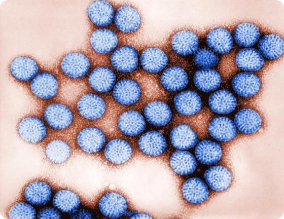 Rotavirus Structure and Classification