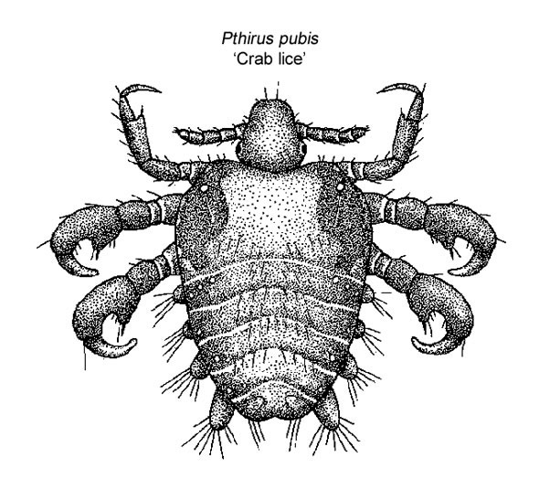 What are crabs (pubic lice)?