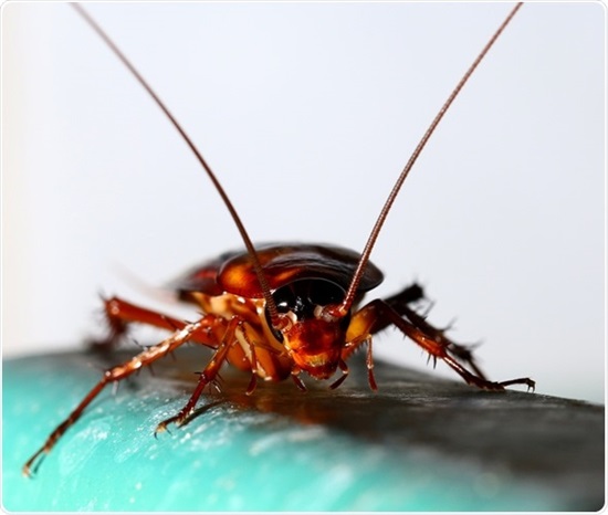 Cockroach Allergy